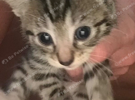 Beautiful Male Kitten