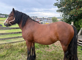 Sold from feild