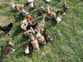 Muscovy ducks