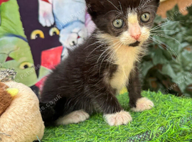 MALE KITTEN READY FOR NEW HOME