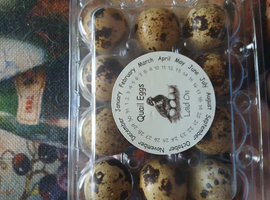 Quails eggs