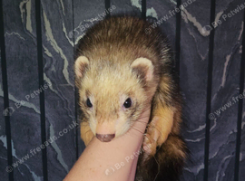2 x ferrets 2 x cages