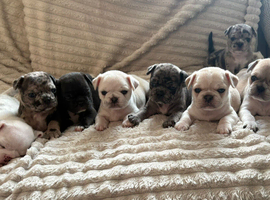 Frug puppies