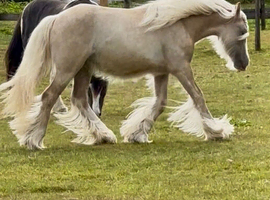 Kind Palomino yearling filly
