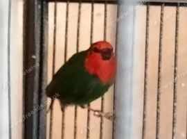 Parrot finch