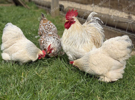 Pekin Bantam hens - Porcelain and Milifleur