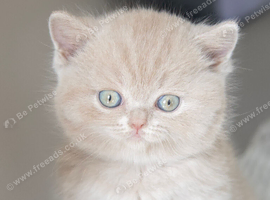 Beautiful British Shorthair Kittens