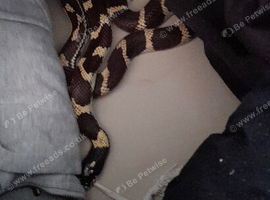 California king snake