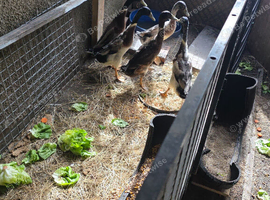 5 drakes for sale