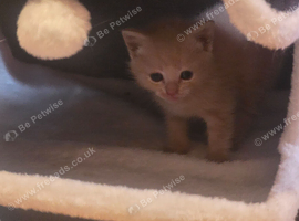 Rare Cream female kitten