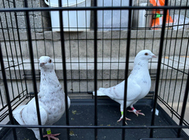 Pair of white pigeons