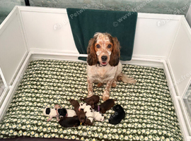 Beautiful working cocker spaniel puppies