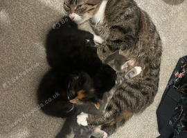 Kittens
