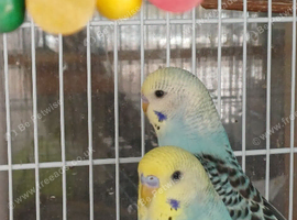 Pairs of baby cocks