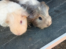 Sheltie cream agouti 8 week old boar.sheltie cream boar