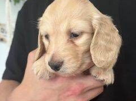 Miniature Dachshund Puppies For Loving Families description