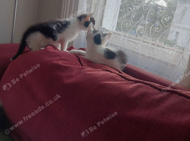 Kittens