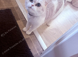 British Chinchilla Shorthair