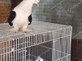 Young pair