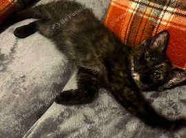 Maine coon x last one left