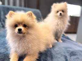 Pomeranian Puppies &ndash; Two Beautiful Boys.