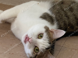 Lovely female cat intact 4 years old