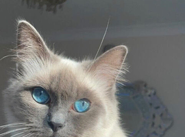 Missing cat