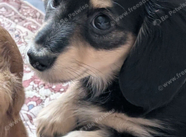 KC miniature dachshund