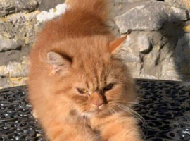 Red golden kitten