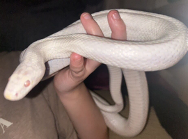 Male Adult SnowCorn for sale