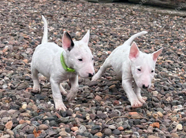 Beautiful Bullterrier pups 1 male 1 female
