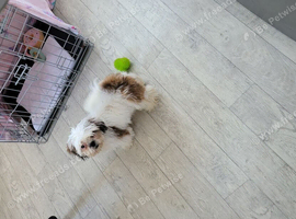A Beautiful Girl Urgently needing a good home.