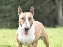 Miniature english bull terrier stud