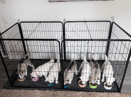 Husky Malamute Puppies