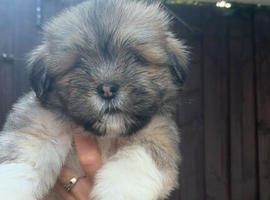 Lovely pedigree puppys Ready now