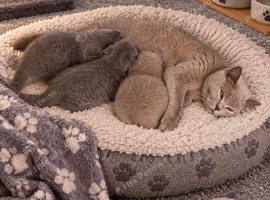 100% PURE champion bsh kitten