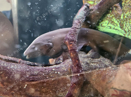 Pictus and black ghost knifefish