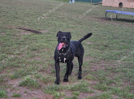 Pressa canario x bullmastiff