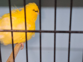 Female canaries for rehoming