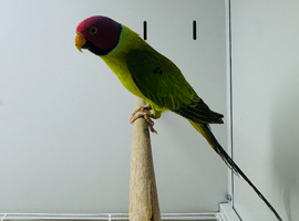 Plum headed parrot