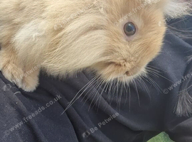 Beautiful lionhead