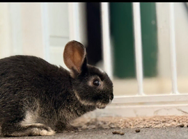 Mixed female bunny