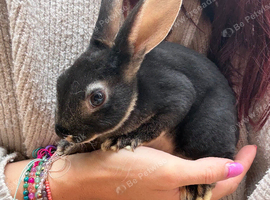 Mini Rex black otter bunnies