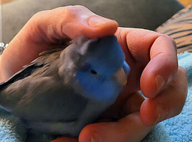 Baby Blue (or grey) Parrotlet Boy Needed ASAP!!