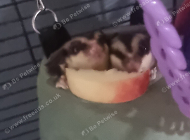 3 bonded male gliders