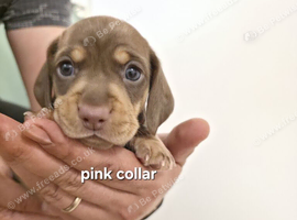 PEDIGREE KC MINIATURE DACHSHUND PUPPIES ️