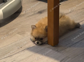 Teddy bear face miniture pomeranian 7 week old male