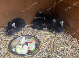 Rabbits