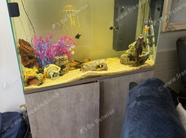 Large 210L fish tank