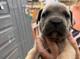 Cane corso pups